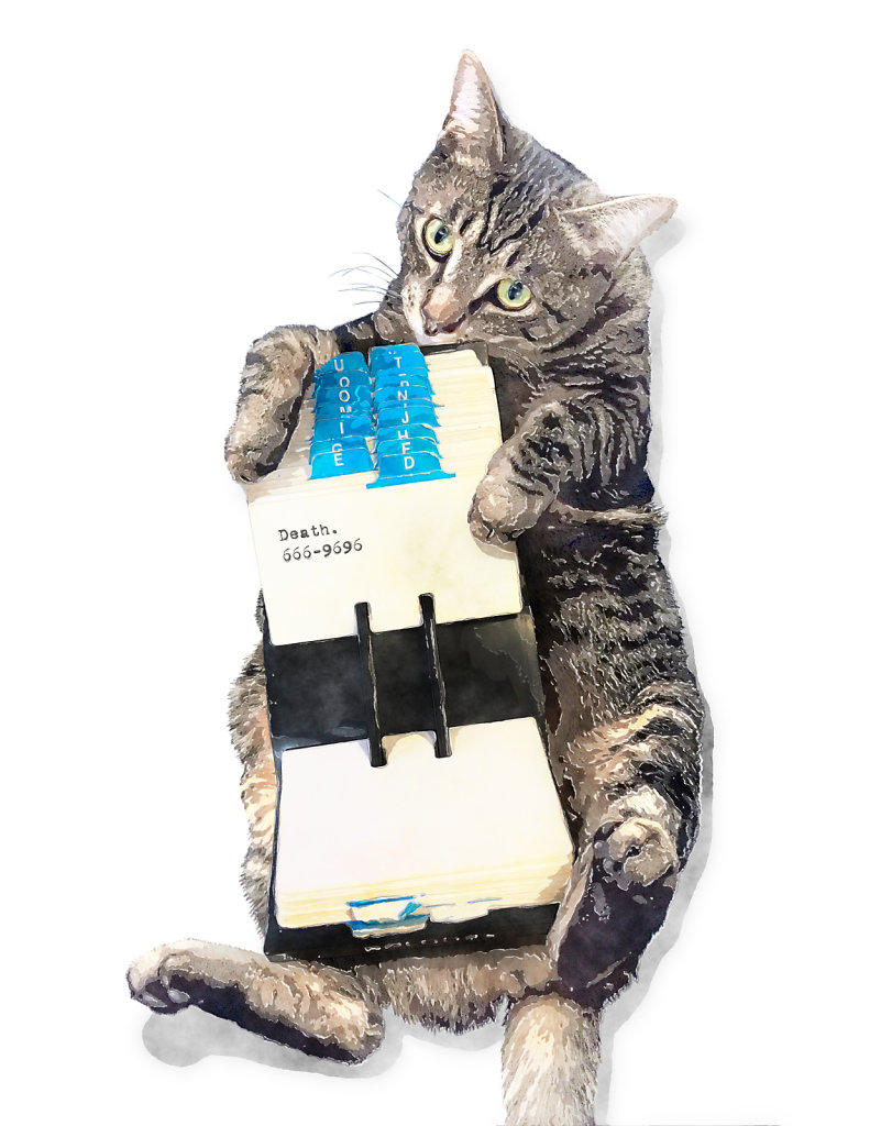 Rolodex Cat